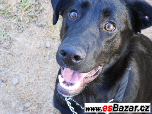 Daruji křížence labradora a vlčáka – fotografie 2