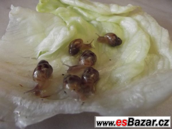 Achatina Reticulata – fotografie 1