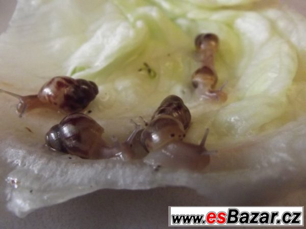 Achatina Reticulata – fotografie 3