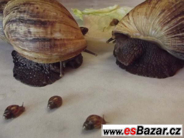Achatina Reticulata – fotografie 4