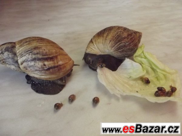 Achatina Reticulata – fotografie 5