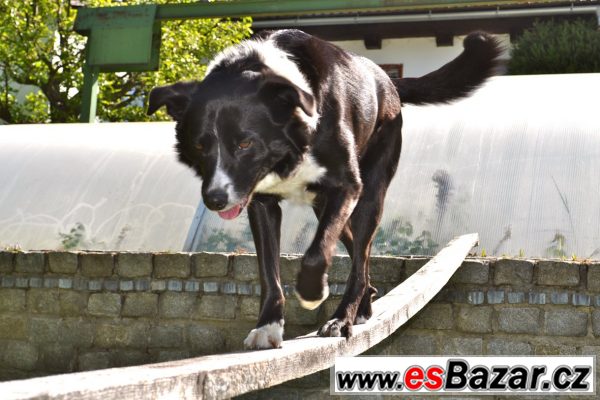 Border kolie - pes  – fotografie 3
