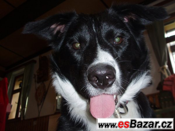 Border kolie - pes  – fotografie 4