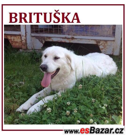 BRITUŠKA - Čuvač - fena – fotografie 1