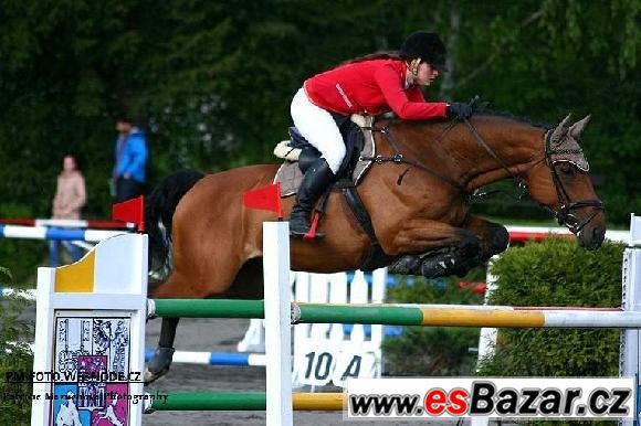 Exkluzivní valach do sportu – fotografie 5
