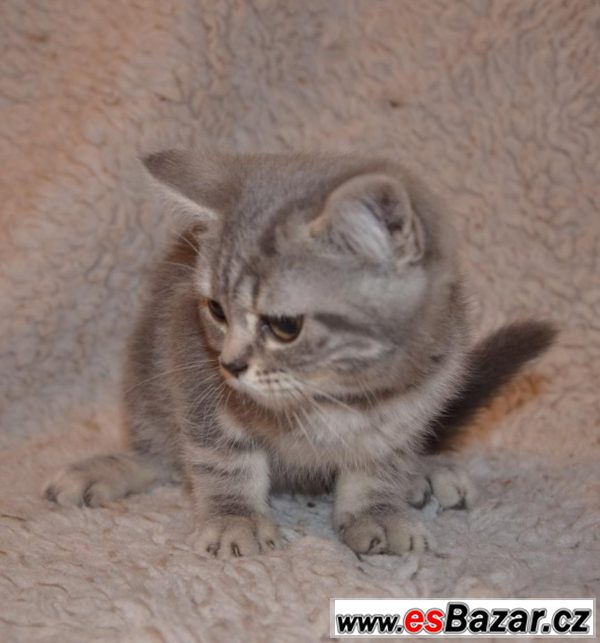 Britka, whiskas kotě britské kočky – fotografie 1