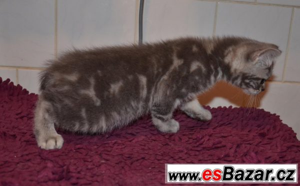 Britka, whiskas kotě britské kočky – fotografie 2
