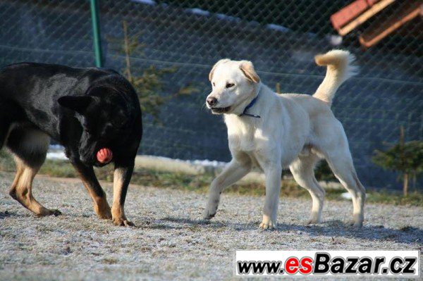 ARES - Labradorský retrívr - pes – fotografie 3