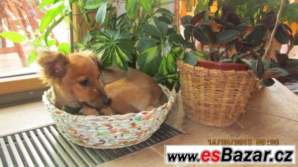 BAMBI - Kříženec malinký - štěně – fotografie 2