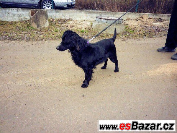 Black - Kříženec - pes – fotografie 3