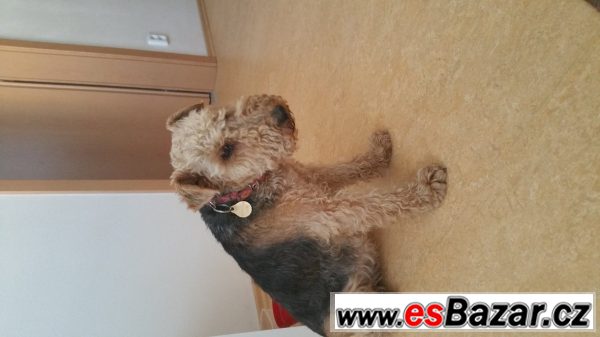 Daruji fenku welshteriera – fotografie 2