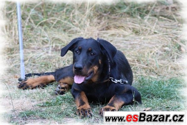 Beauceron - fenka na prodej – fotografie 1