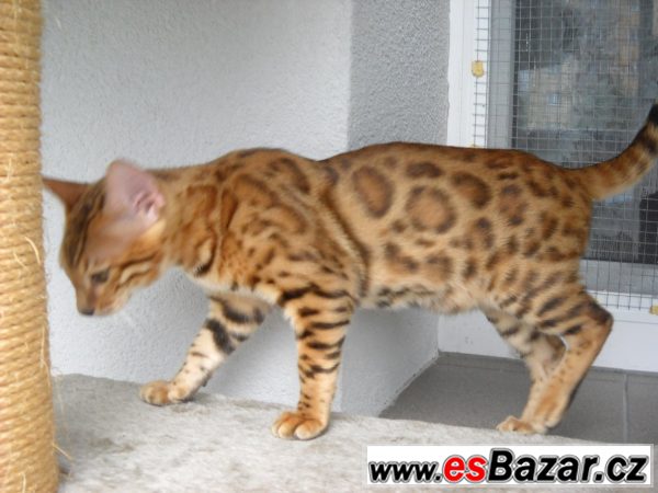 Bengalske kotatka-kocourci – fotografie 1