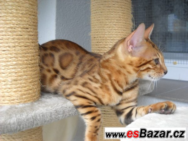 Bengalske kotatka-kocourci – fotografie 3