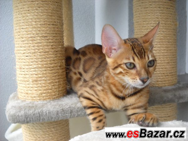 Bengalske kotatka-kocourci – fotografie 4