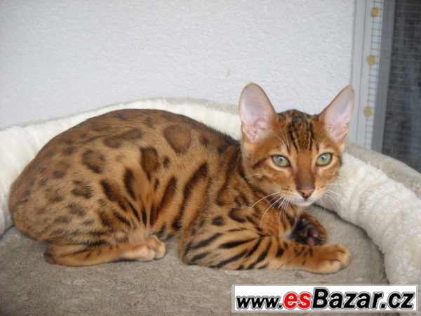 Bengalske kotatka-kocourci – fotografie 5