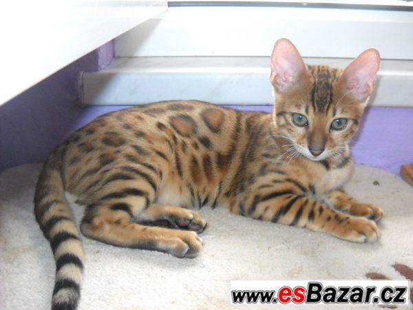 Bengalske kotatka-kocourci – fotografie 6