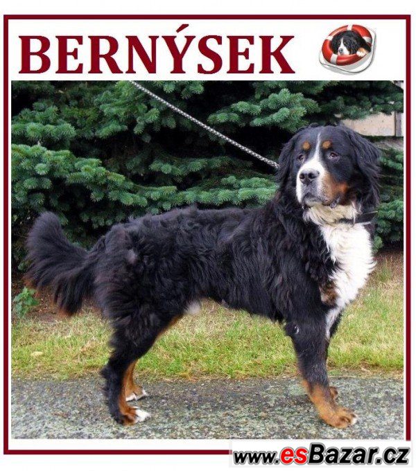 BERNÝSEK - Bernský salašnický pes – fotografie 1