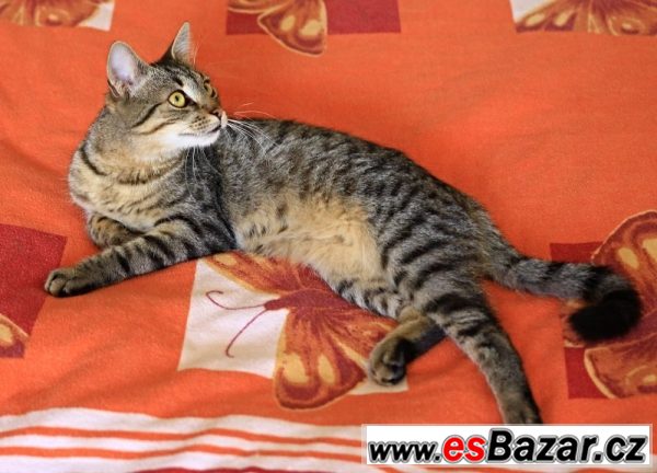 Daruji kočičku Katty – fotografie 2