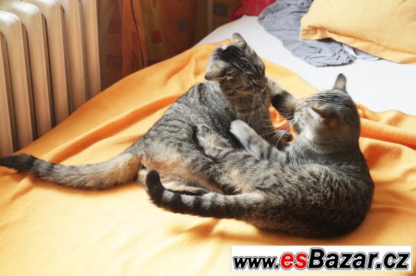 Daruji kočičku Katty – fotografie 6