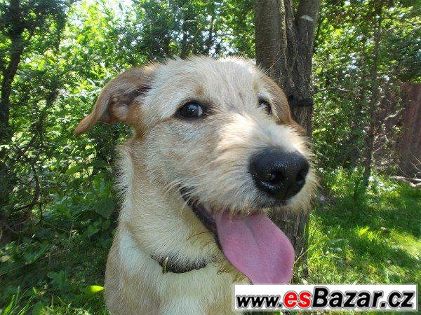 DASTY - Teriér x - štěně pes – fotografie 1
