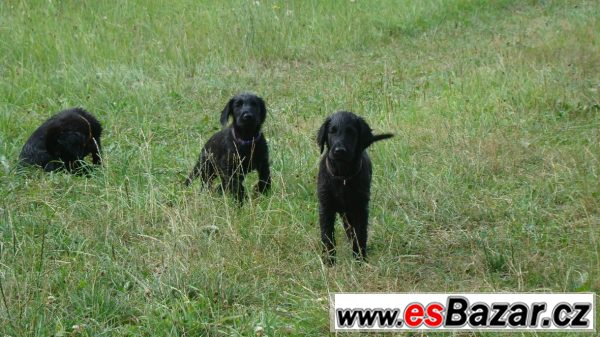 Flat coated retriver s PP černý klu – fotografie 2