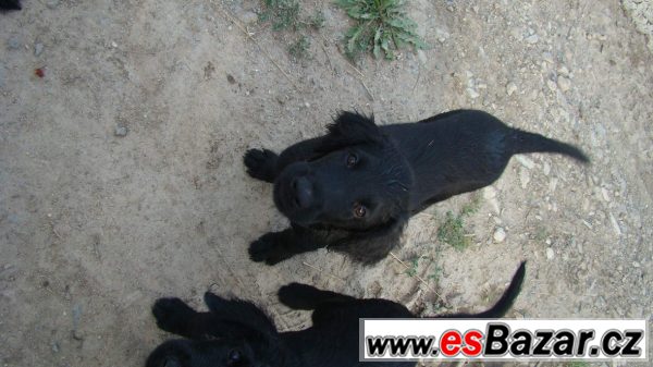 Flat coated retriver s PP černý klu – fotografie 3