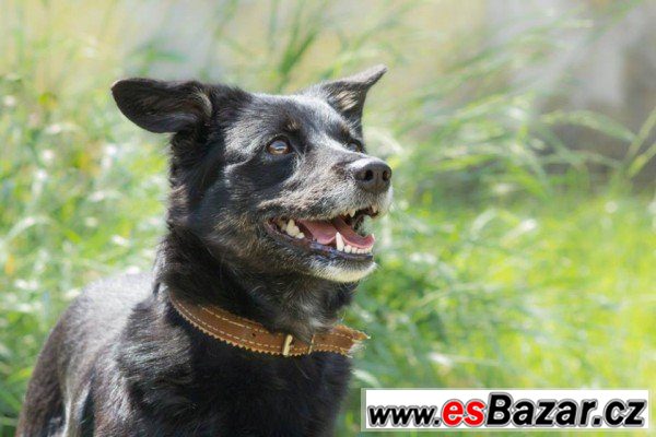 ARABELA - Kříženec - fena – fotografie 1