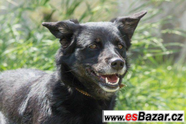 ARABELA - Kříženec - fena – fotografie 3