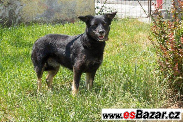 ARABELA - Kříženec - fena – fotografie 4