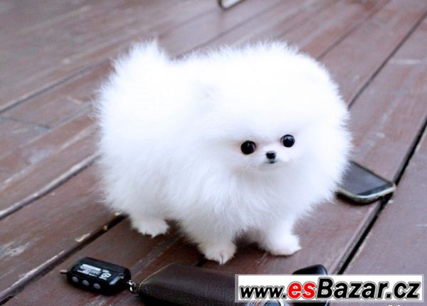3 Trpasličí špic/pomeranian s PP – fotografie 1