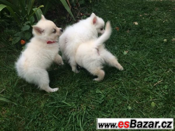 3 Trpasličí špic/pomeranian s PP – fotografie 2
