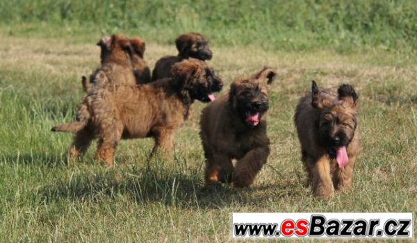 Briard plavá štěňata – fotografie 2