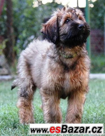 Briard plavá štěňata – fotografie 4
