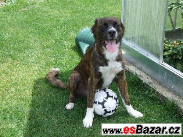 EJMY - Boxer x - fena – fotografie 1