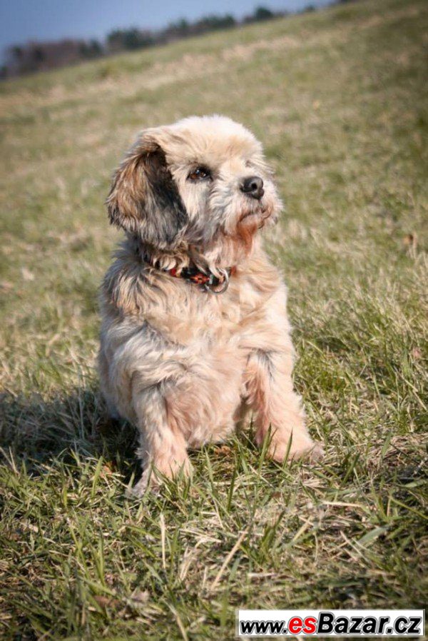 BERUŠKA - Shi-Tzu - fena – fotografie 2