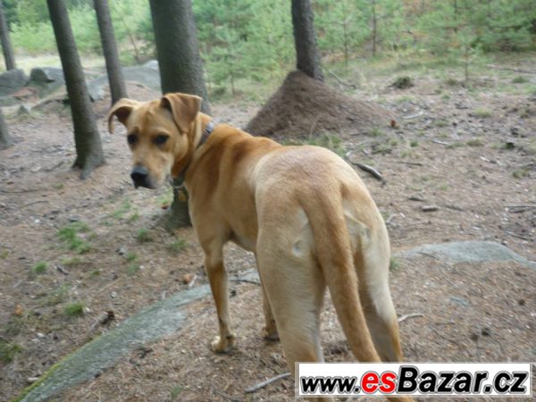 Fenka Rhodenský ridgeback ke krytí – fotografie 2