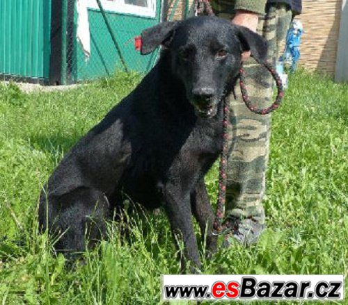 Bady - labradorský retrívr x - pes – fotografie 1