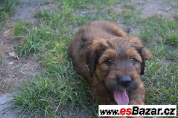 Briard-poslední plavá fenka – fotografie 1