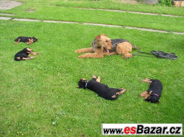 Erdelteriér (airedale terier) štěňa – fotografie 2