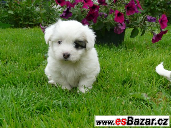 Coton de Tulear s PP – fotografie 3