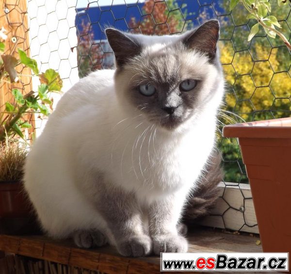 Barmská kočka, 6let – fotografie 1