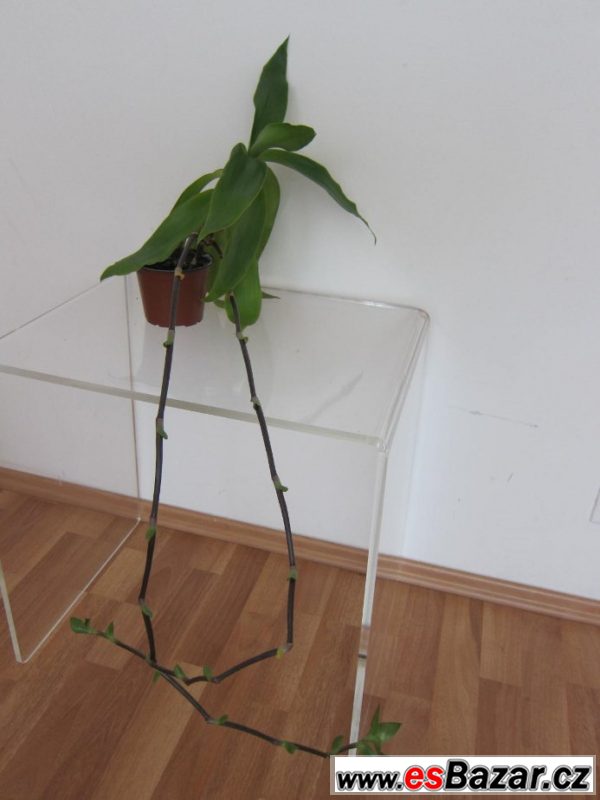 Callisia fragrans lékařská – fotografie 1