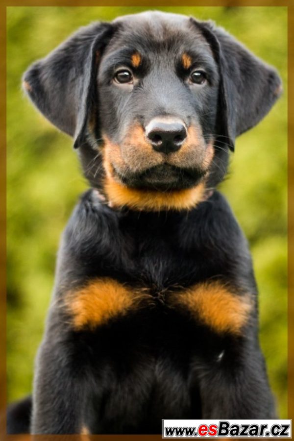 Beauceron - štěňátka s PP – fotografie 1