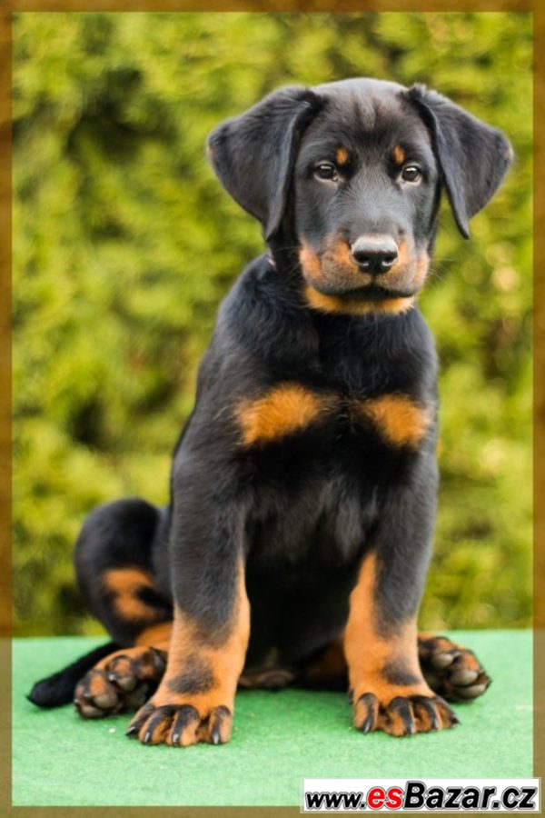 Beauceron - štěňátka s PP – fotografie 2