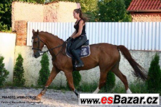 Spolehlivá skokanka do 130 cm + VIDEO – fotografie 5