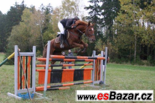 Spolehlivý valach do jezdecké školy, sportu + VIDEO – fotografie 1