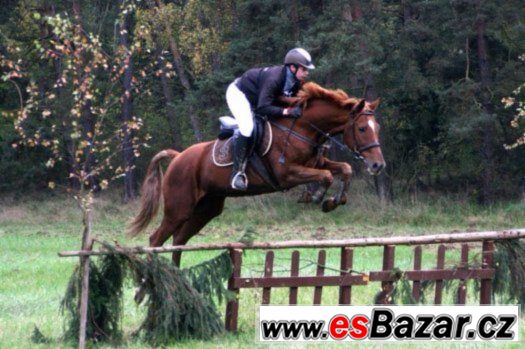 Spolehlivý valach do jezdecké školy, sportu + VIDEO – fotografie 2