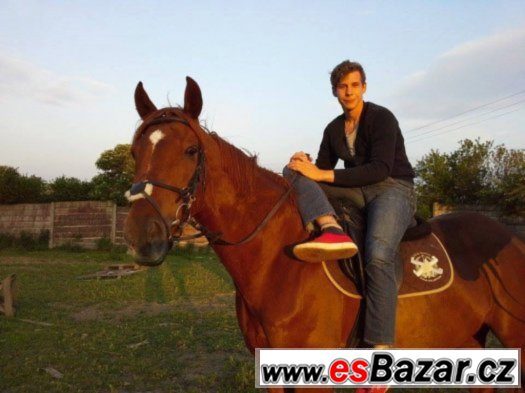 Spolehlivý valach do jezdecké školy, sportu + VIDEO – fotografie 3
