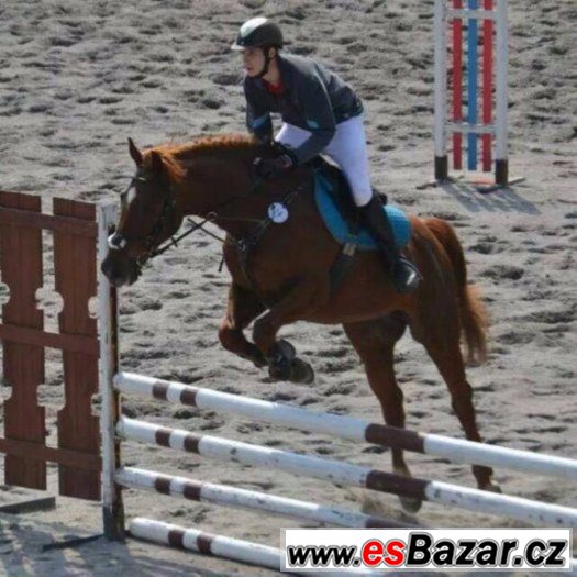 Spolehlivý valach do jezdecké školy, sportu + VIDEO – fotografie 4